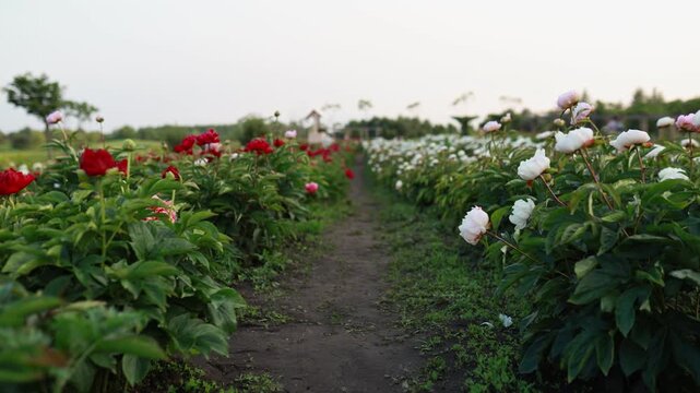 Scenic view of a narrow dirt path running through a blooming peony field with red and white flowers growing in rows on a farm, close-up details with beautiful soft selective focus