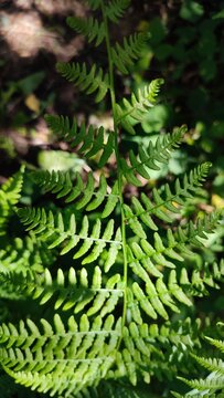 fern branch