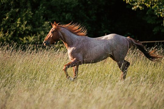 Red Roan