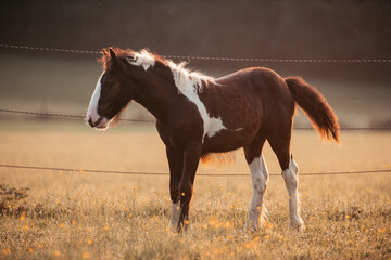 Irish Cob Absetzer © ScullyPictures
