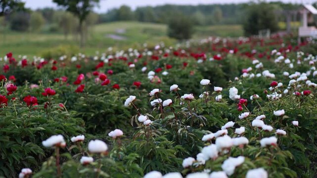 Beautiful panoramic view of a blooming peony field with white and red flowers growing in rows on a plantation against a green landscape background.