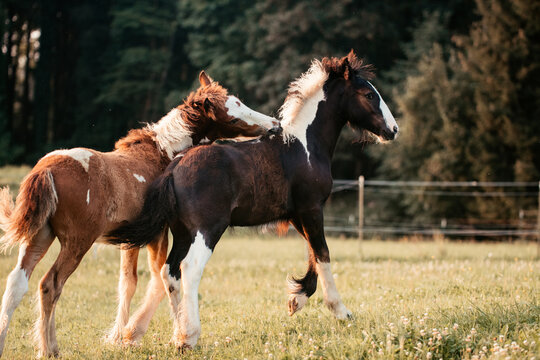 Irish Cob Absetzer