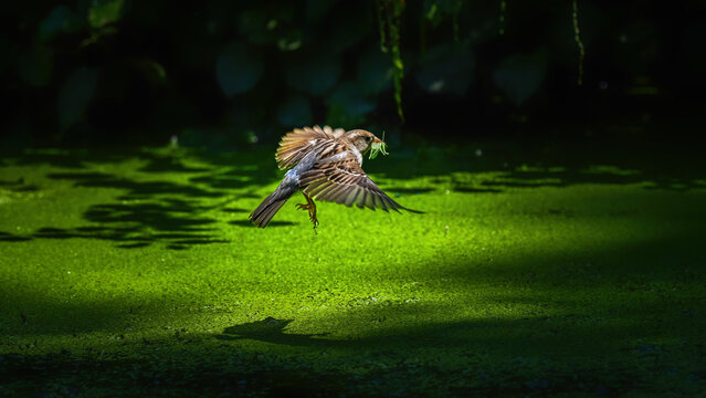 A sparrow in flight skims above a duckweed-covered pond, carrying an insect to its nest. Dramatic light and shadow highlight a fleeting moment of survival and care.