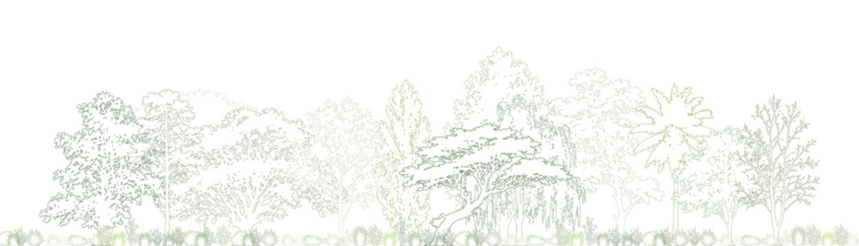 CAD forest landscape elevation line drawing, side view woodland trees shrubs grass and vegetation border for architectural landscape design vector illustration