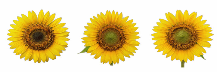 Fototapeta premium Set of Three Bright Yellow Sunflowers Isolated on White, Realistic Floral PNG Collection for Summer Designs, Nature Illustrations, Botanical Art and Garden Projects
