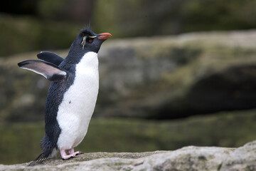 Fototapeta premium Rockhopper penguin on South Georgia Island