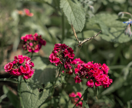 Butterfly flying above pink flowers in green garden.