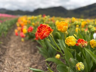 Obraz premium Exotic Orange Red and Yellow Double Peony Tulips Blooming in Field, Beautiful Spring Flower Farm Landscape with Mountain Background, Bright Sunlit Floral Field
