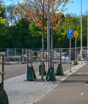 Young street trees with support bags along quiet urban roadside.