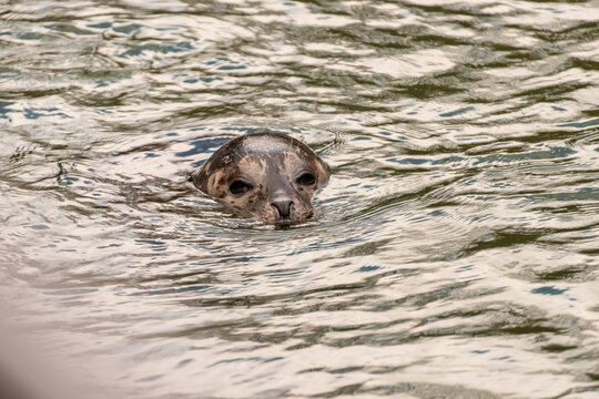 Harbor seal Phoca vitulina swimming with head above water.