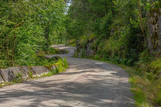 Winding gravel road through dense green forest landscape.