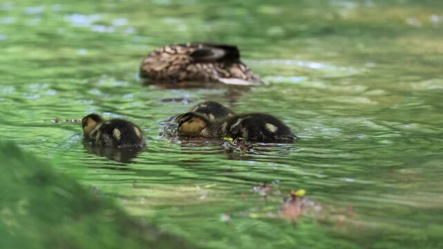 caneton colvert dans une rivi&egrave;re