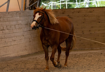 Pferd © Karsten