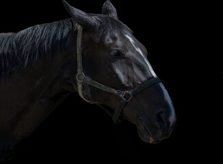 Pferd © Karsten