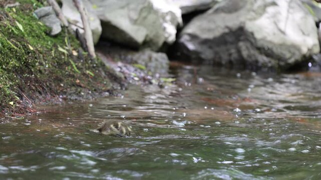 caneton colvert dans une rivi&egrave;re