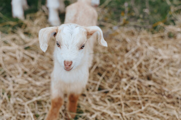 Obraz premium A young white baby goat stands on dry hay looking curiously at the camera in a natural farm setting, capturing a peaceful and rustic lifestyle moment.