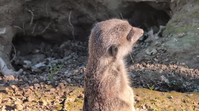 In the wild, a meerkat's eyes reflect the sunlight