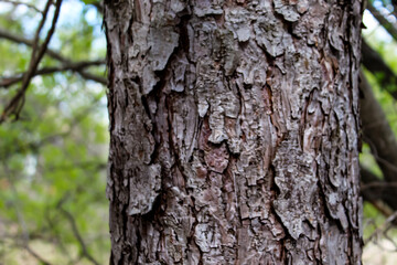 Obraz premium Closeup of a red pine tree trunk in spring with thick, flaky, reddish-brown bark plates. Nature background.