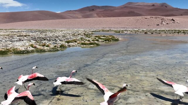 Atacama desert in Chile. Aerial view of pink flamingos in natural habitat at Atacama, Calama,  Antofagasta, desert and Salar. Slow motion. 