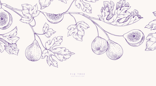 Background with fig tree brunch and leaves. Detailed hand drawn ink illustration for template layout design, brochure or cover for food card