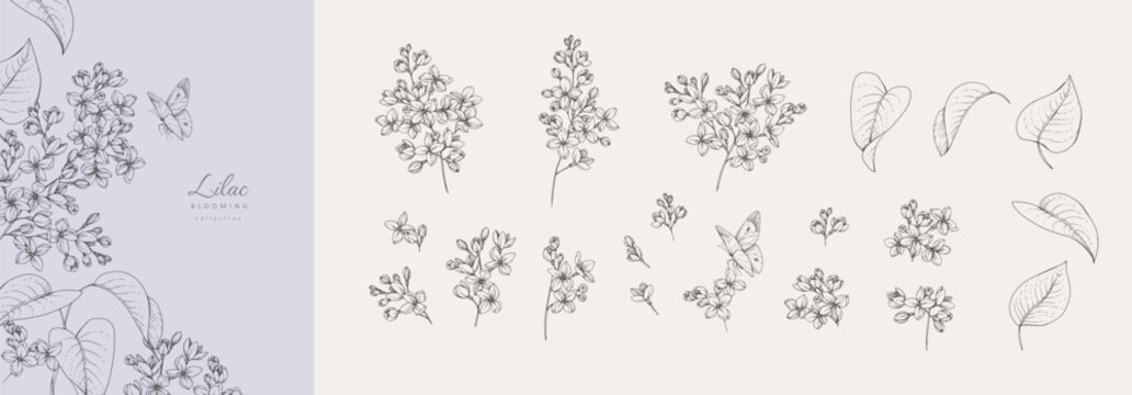 Set of blooming lilac flowers and brunch. Spring Detailed hand drawn ink illustration with botanic floral elements for Mothers Day invitation or wedding save the date