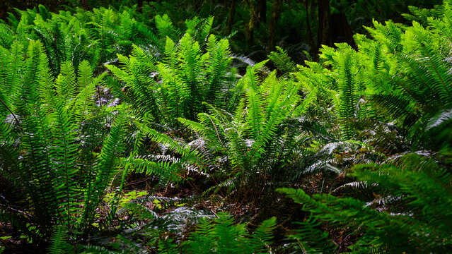 New growth ferns glow green in darkness of thick forest