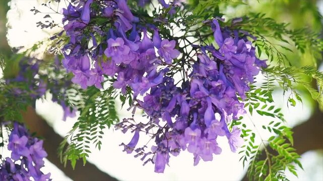 Jacaranda tree blooming violet flowers closeup, beautiful ornamental tree with blue flowers, summertime. Slow motion 