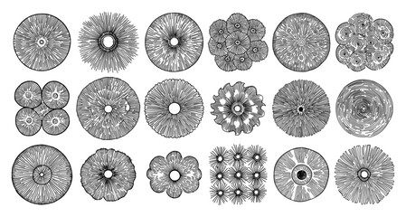 Top view vegetation symbols and architectural tree plans in vintage line art style © Wera