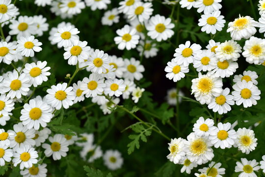 Bl&uuml;hendes Mutterkraut im Fr&uuml;hling