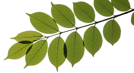 Fototapeta premium A branch of green leaves with visible veins and sunlight filtering through, casting shadows on a white background, creating a natural backlit effect