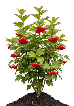 Viburnum Opulus Shrub with Red Berries Isolated on a White Background