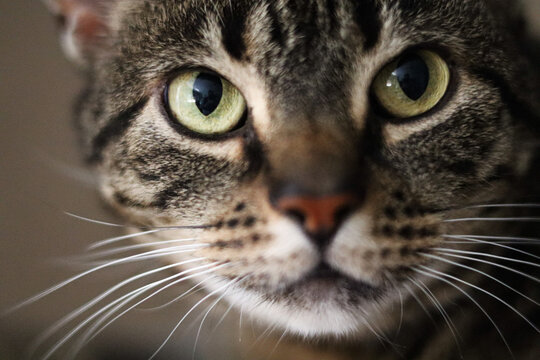 Nahaufnahme Katzengesicht