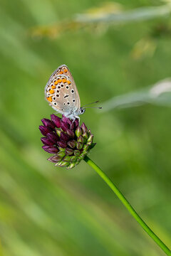 Lycaenidae / &Ccedil;okg&ouml;zl&uuml; Mavi / Common Blue / Polyommatus icarus