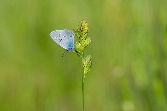 Lycaenidae / Mavi Osiris / Osiris Blue / Cupido osiris