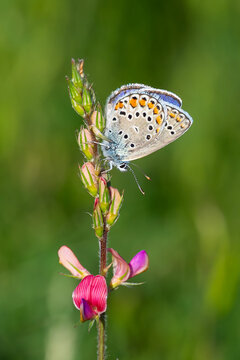 Lycaenidae / &Ccedil;okg&ouml;zl&uuml; Mavi / Common Blue / Polyommatus icarus