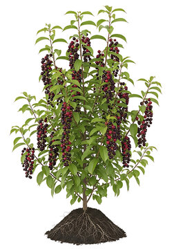 A Lush Phytolacca Americana Plant Isolated on a Plain White Background