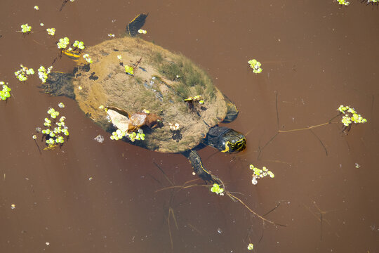 Yellow-bellied slider turtle swimming in a murky wetland