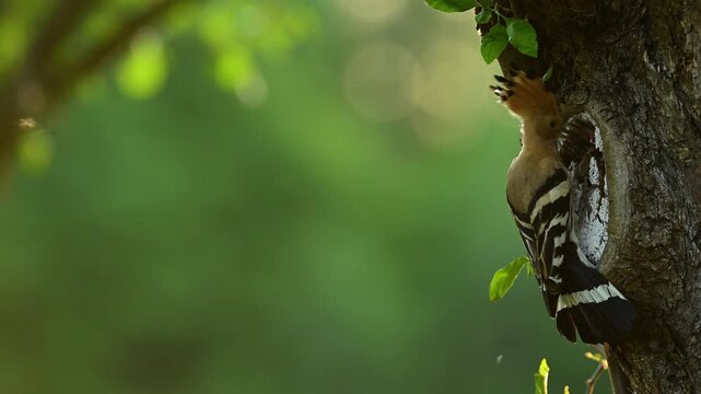 Eurasian hoopoe bird ( Upupa epops )	