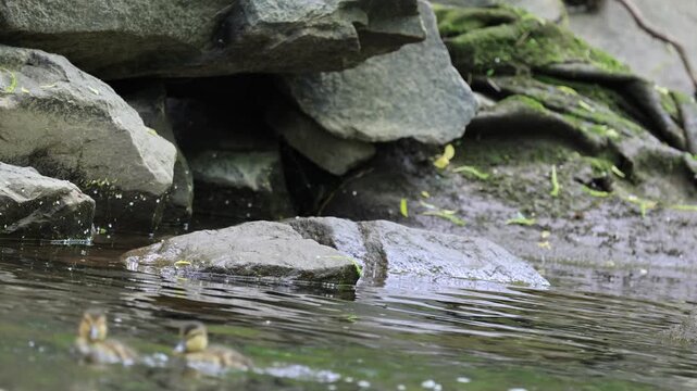 caneton colvert dans une rivi&egrave;re 