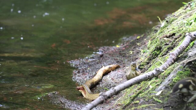 caneton colvert dans une rivi&egrave;re