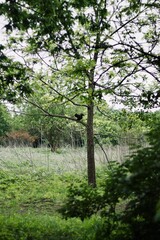 Fototapeta premium Black Squirrel Perched on Tree Branch in Green Forest