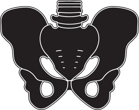 Black silhouette of a human pelvic bone structure with spine base isolated on a white background, for medical and, also transparent background