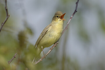 Obraz premium Icterine warbler (Hippolais icterina)