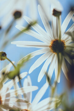White Daisies Against Blue Sky