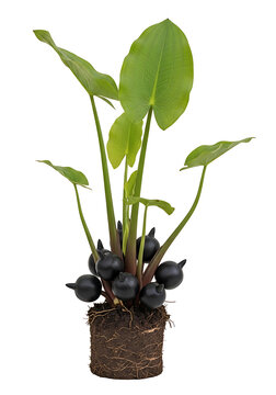 Alocasia Plant with Black Corms Isolated on a White Background for Botanical Decoration