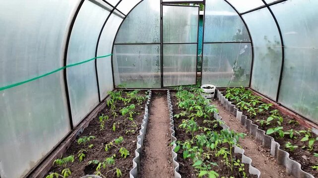Interior view of a small arched greenhouse showing three long raised soil beds running toward a translucent back door. Evenly spaced young vegetable seedlings