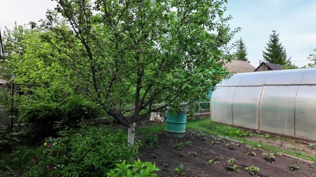 View from the side of a wooden log cottage wall with two horizontal windows at left, looking into a lush backyard garden centered on a mature leafy fruit