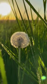 dandelion seed head glowing in the soft natural light