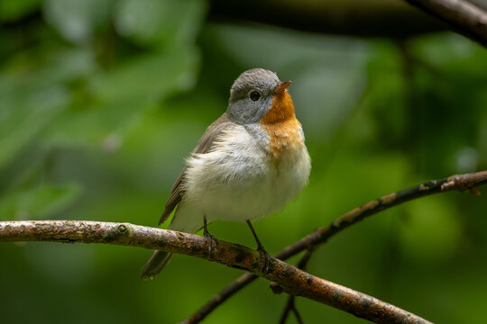 Red-breasted flycatcher (Ficedula parva)