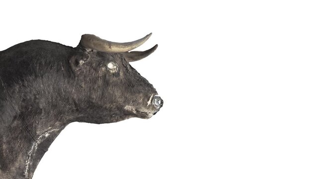 Bull stop‑motion looped animation over white background showing an upward horn thrust
